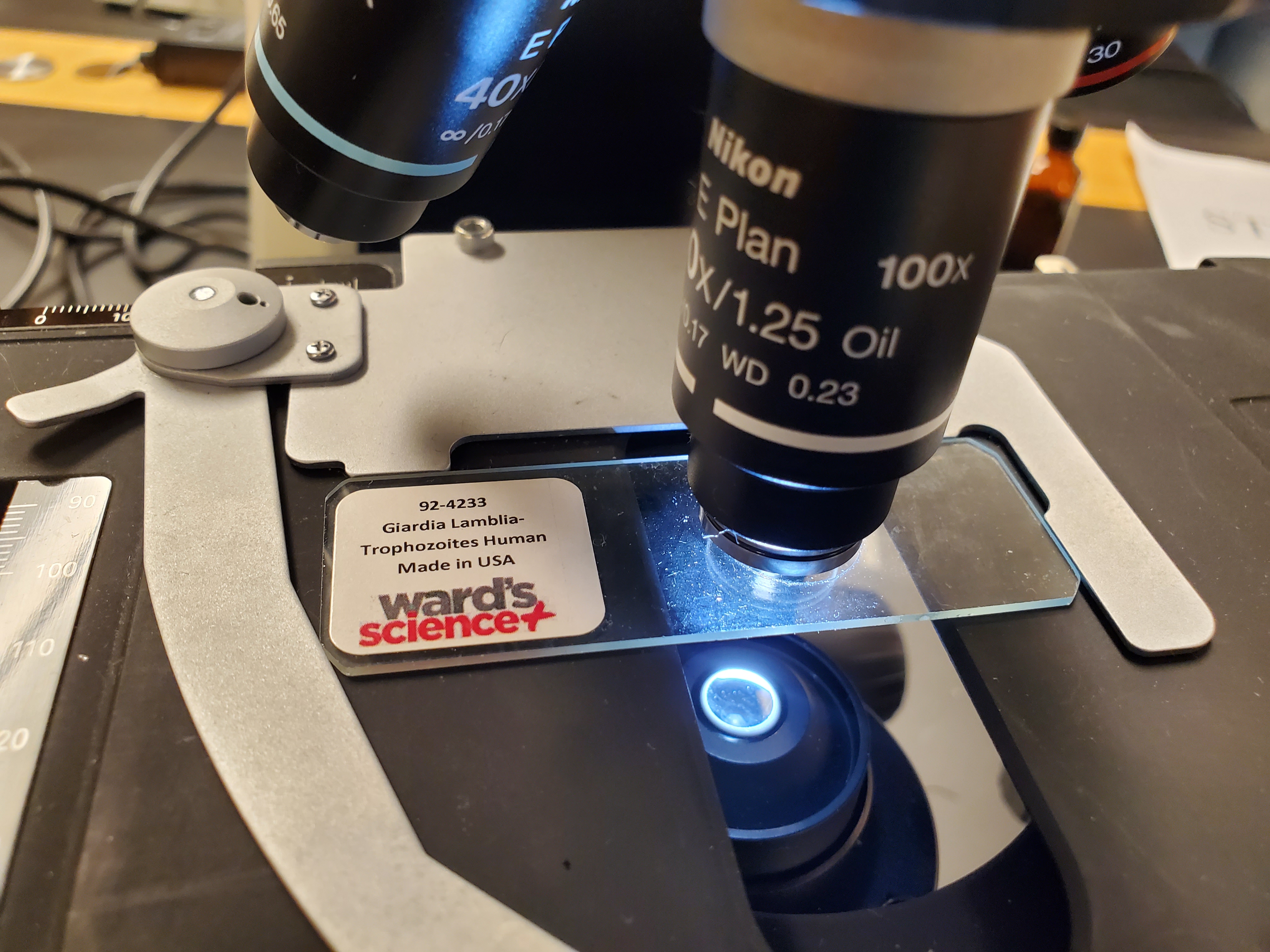 <p>Giardia Lamblia</p>