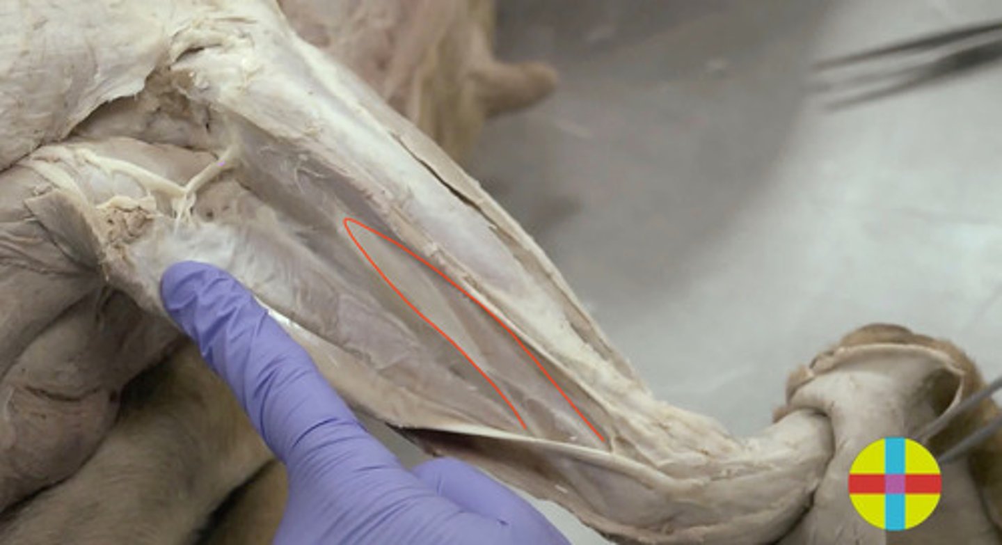 <p>se localiza bajo el M. extensor radial del carpo y el M. extensor digital común. Sus fibras son oblicuas.</p><p>Origen: Lt radio. Fibras oblicuas.</p><p>Inserción: I metacarpiano en carnívoros y en ungulados II o III metacarpiano.</p><p>Función: separador y extensor del primer dedo.</p><p>Inervación: n. radial.</p>