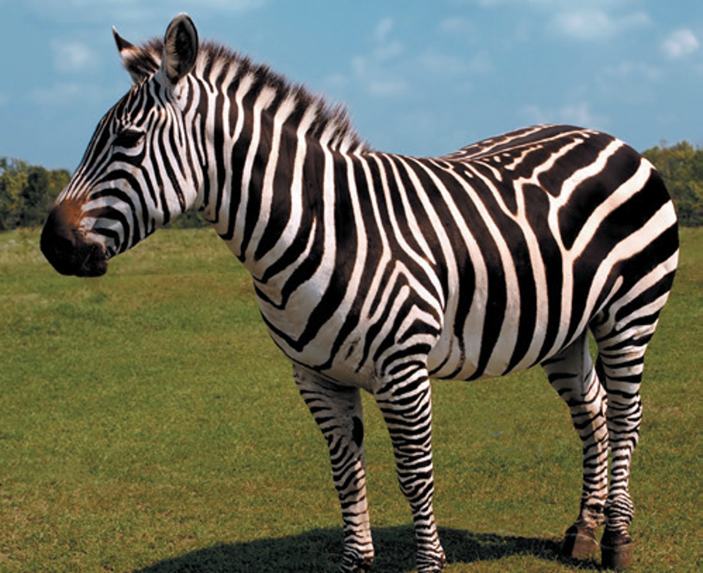 <p>zebra</p>