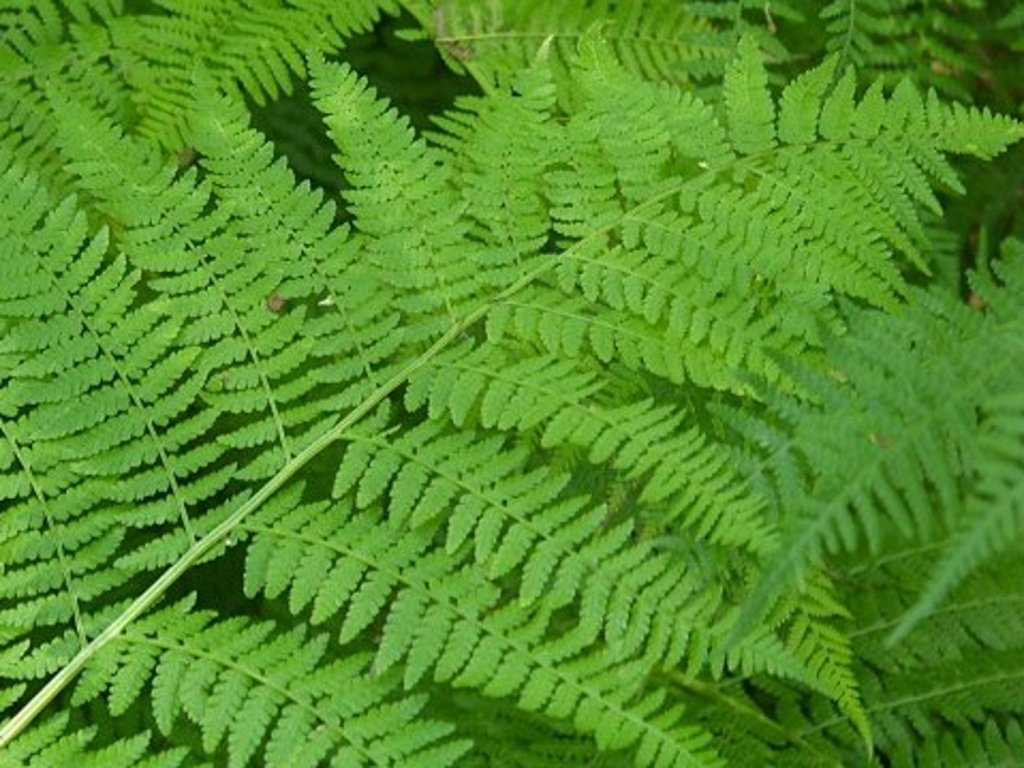 <p><em>Athyriaceae -</em> papratkovité</p><p><em>Athyrium filix-femina -</em> papratka samičí</p>