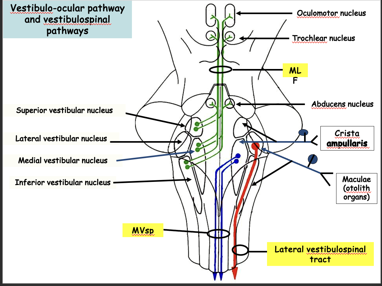 <p>fluid will swoosh cupola over the hair cells WHEN YOU TURN YOUR HEAD</p><p>changes in firing rate transmitted by CN VIII</p><p><strong>functional result: ability to keep gaze on a target as you turn your head</strong></p>