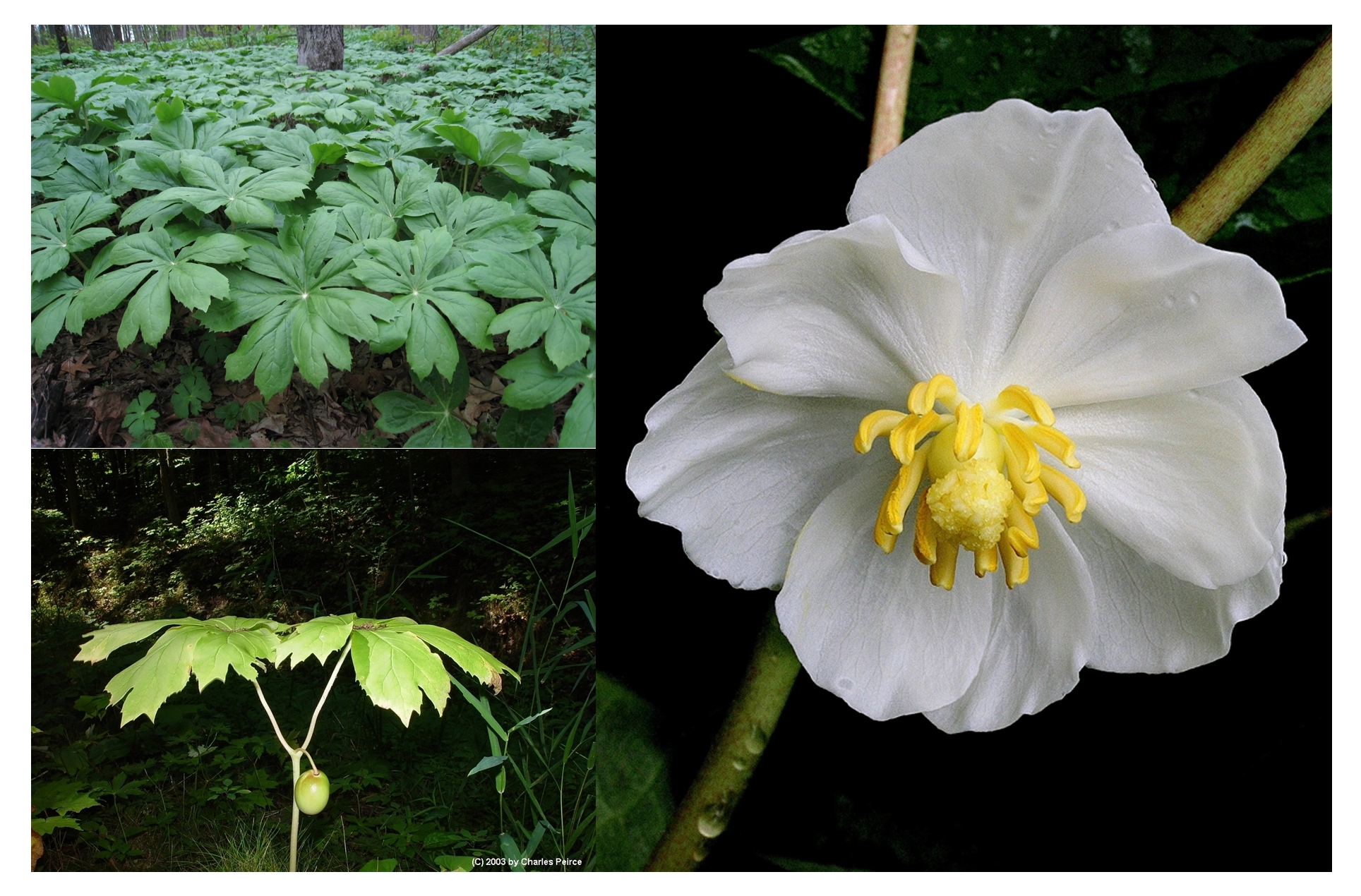 <p>CA6 CO6,9 A6,9 G_1 (monocarpic)</p>