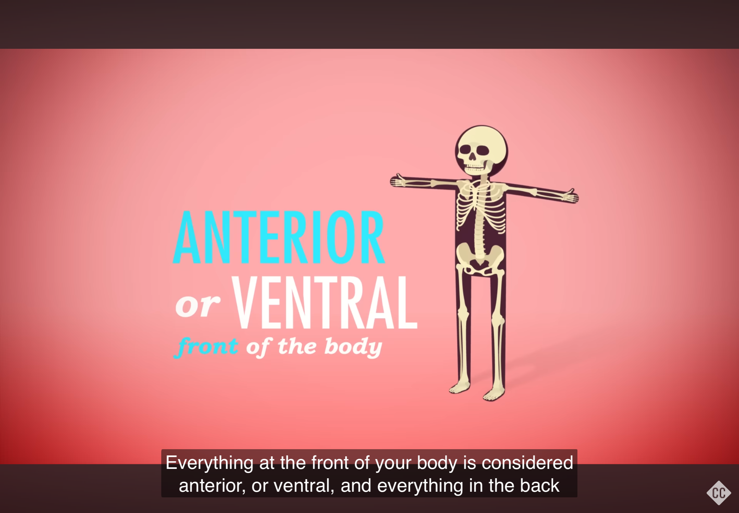 <p>Refers to the front of the body.</p>