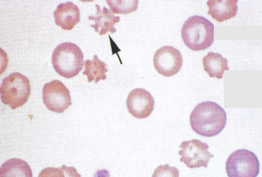 <p>What type of cell is this?</p>