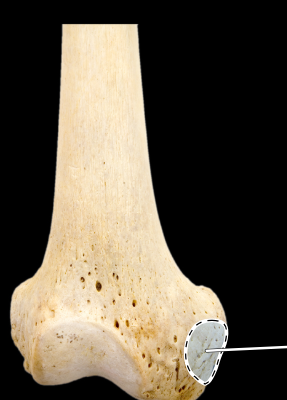 <p>Femur, anterior view, right side, distal end</p>