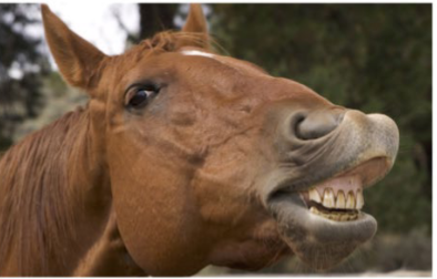 <p>large incisors to crop foliage </p>