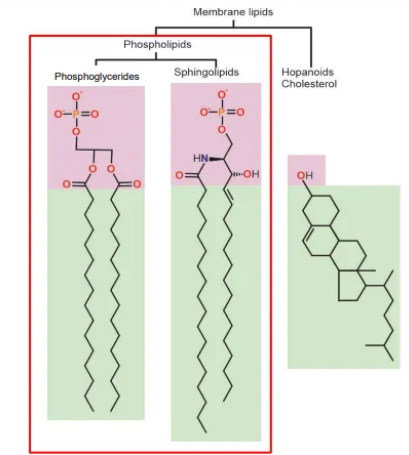 <ul><li><p><strong>phosphoglycerides </strong>(‘typical’ phospholipid)- <strong>glycerol </strong>linker, phosphate group + two fatty acids, all joined by <strong>ester </strong>bonds</p></li><li><p><strong>sphingolipids </strong>(another phospholipid)- <strong>sphingosine </strong>linker, phosphate group, joined by an <strong>ester </strong>bond, + two fatty acids, joined by <strong>amide </strong>bonds</p></li><li><p><strong>hopanoids + cholesterol</strong>- flat, hydrophobic molecules with saturated rings that intercalate into the bilayer and <strong>increase </strong>membrane stiffness</p><ul><li><p>hopanoids are <strong>pentacyclic </strong>compounds, found in <strong>prokaryotic </strong>membranes</p></li><li><p>cholesterol is a <strong>tetracyclic </strong>compound, found in <strong>eukaryotic </strong>membranes</p></li></ul></li></ul><p></p>