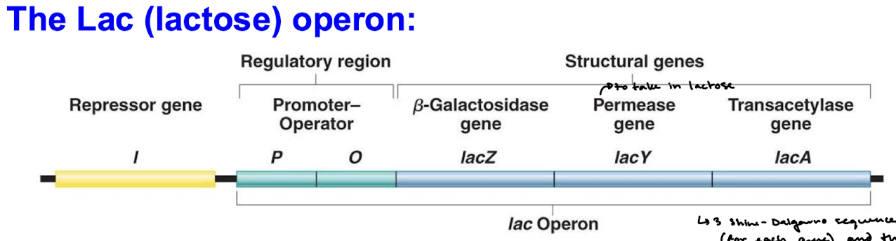 <p>Yes because the ribosome needs a binding site for each gene.</p>