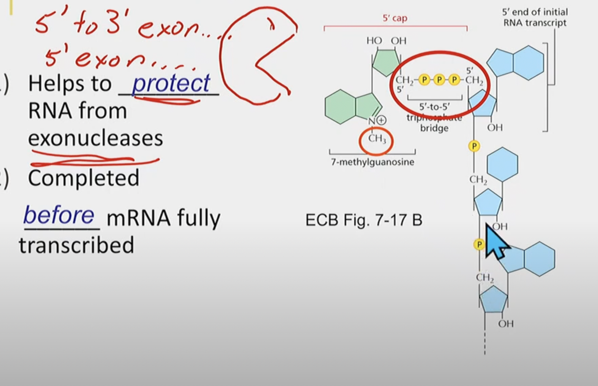 Helps to protect RNA from 5’ → 3’ exonucleases

completed BEFORE mRNA fully transcribed