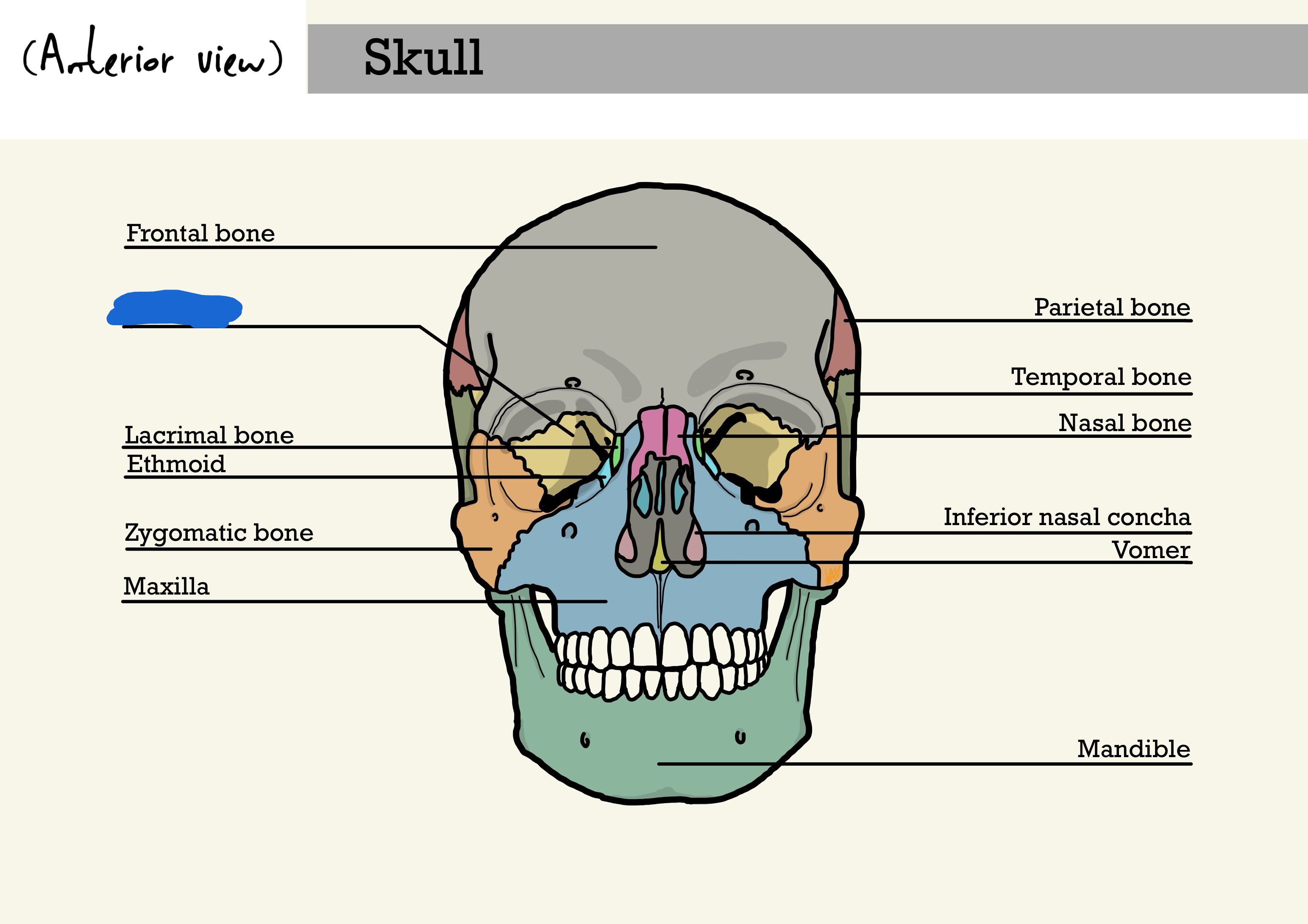 <p>sphenoid bone (anterior view)</p>