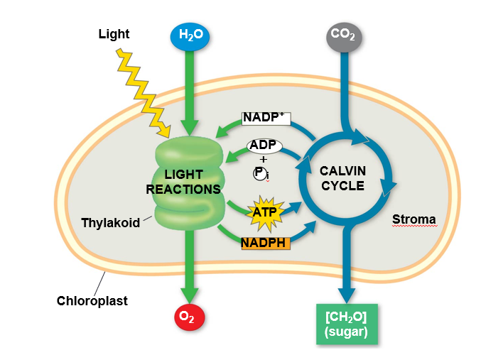 <p>photosynthesis light reaction and dark reactions</p>