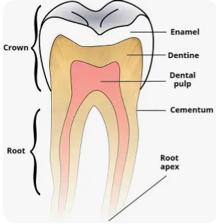 <p>The part of your tooth you can see above the gum.</p>