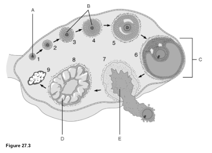 <p><strong>Egg Production:</strong> What is <strong>D</strong>?</p>