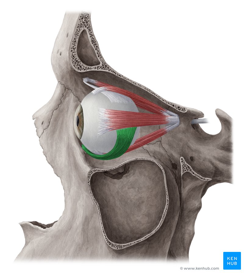 <p>The <strong><em></strong></em>__ is one of the extraocular muscles responsible for moving the eye upward and laterally, as well as assisting in the rotation of the eye.</p>