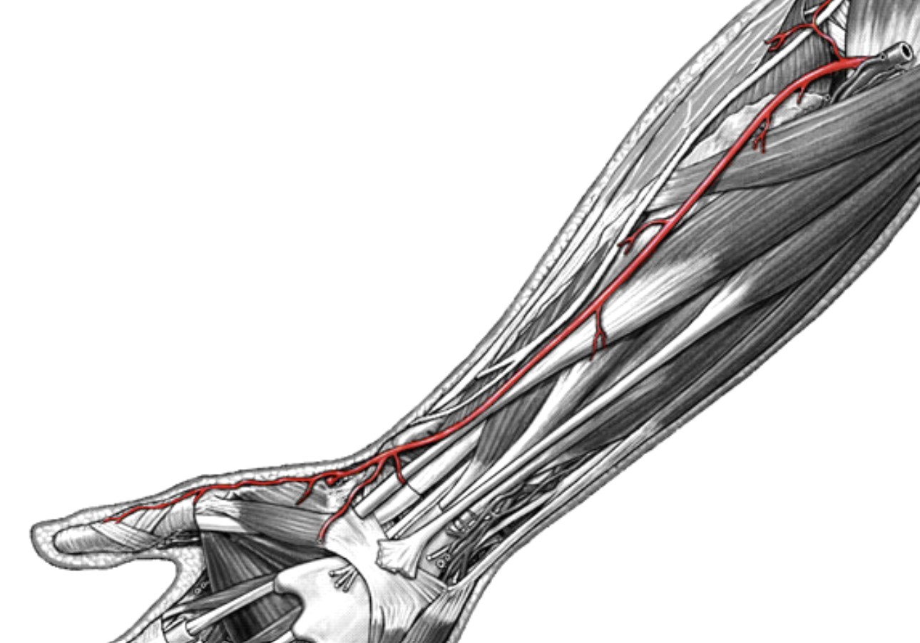 <p>Which arteries:</p><ul><li><p>On thumb side</p></li></ul><p></p>