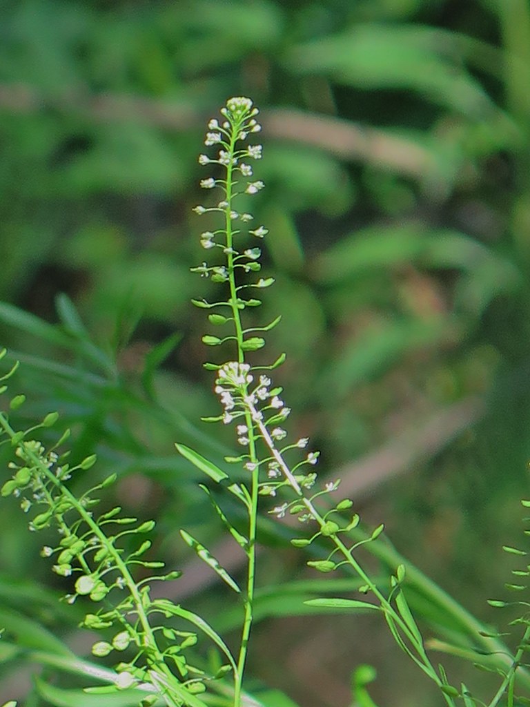 Family: Brassicaceae

SN: Lepidium Virginicum