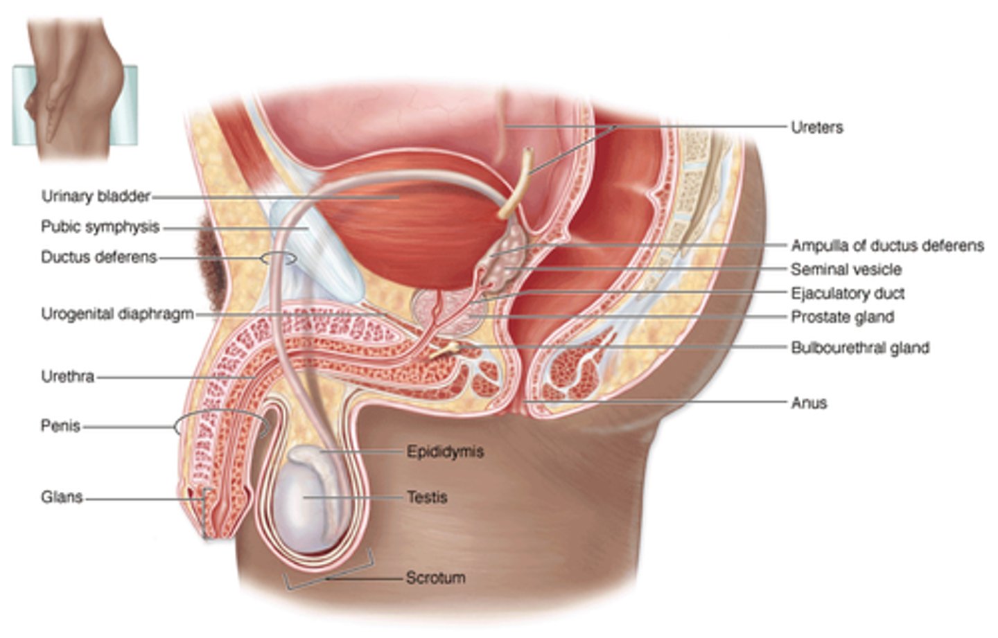 <p>root (to pelvic bone)</p><p>body (shaft, where erectile tissue is found)</p><p>glans penis (distal end, surround external urethral orifice)</p><p>erectile tissue &amp; blood vessels:</p><p>- 2 posterior corpora cavernosa</p><p>- 1 anterior (underside of penis) corpus spongiosum</p>