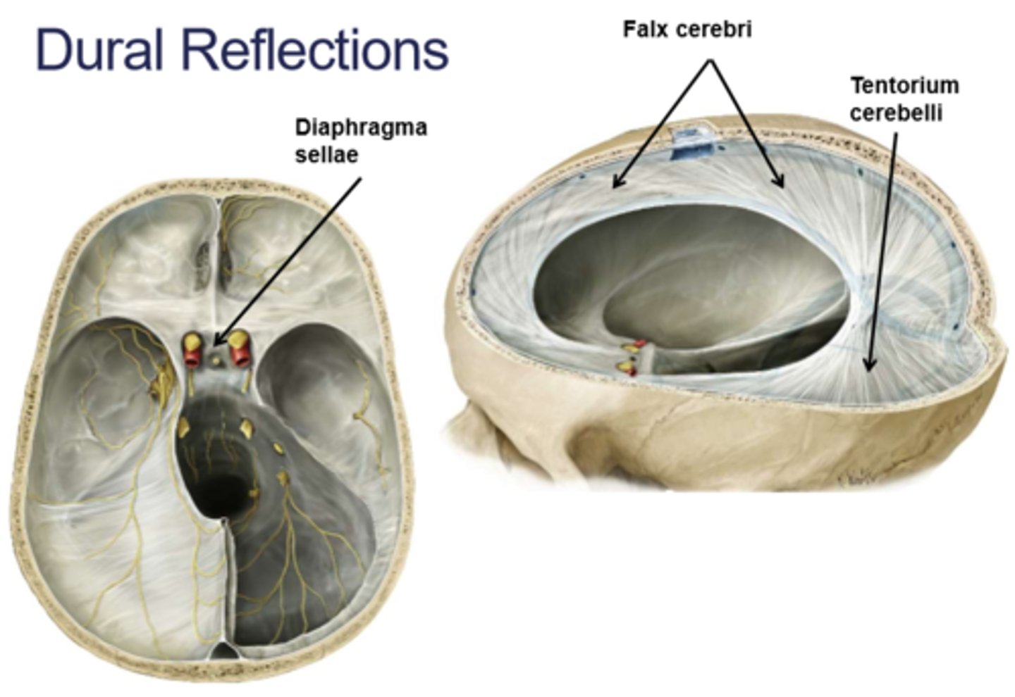 <p>folds of the meningeal layer that separate different compartments within the brain</p>