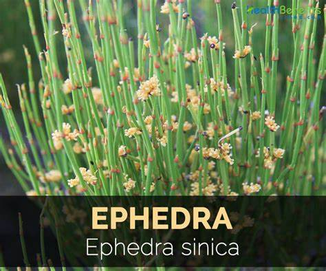 <p>What are the interactions with Ephedra?</p>