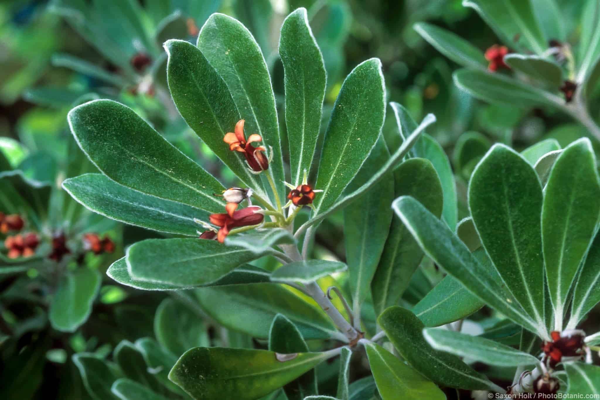 <p>Pittosporum</p>