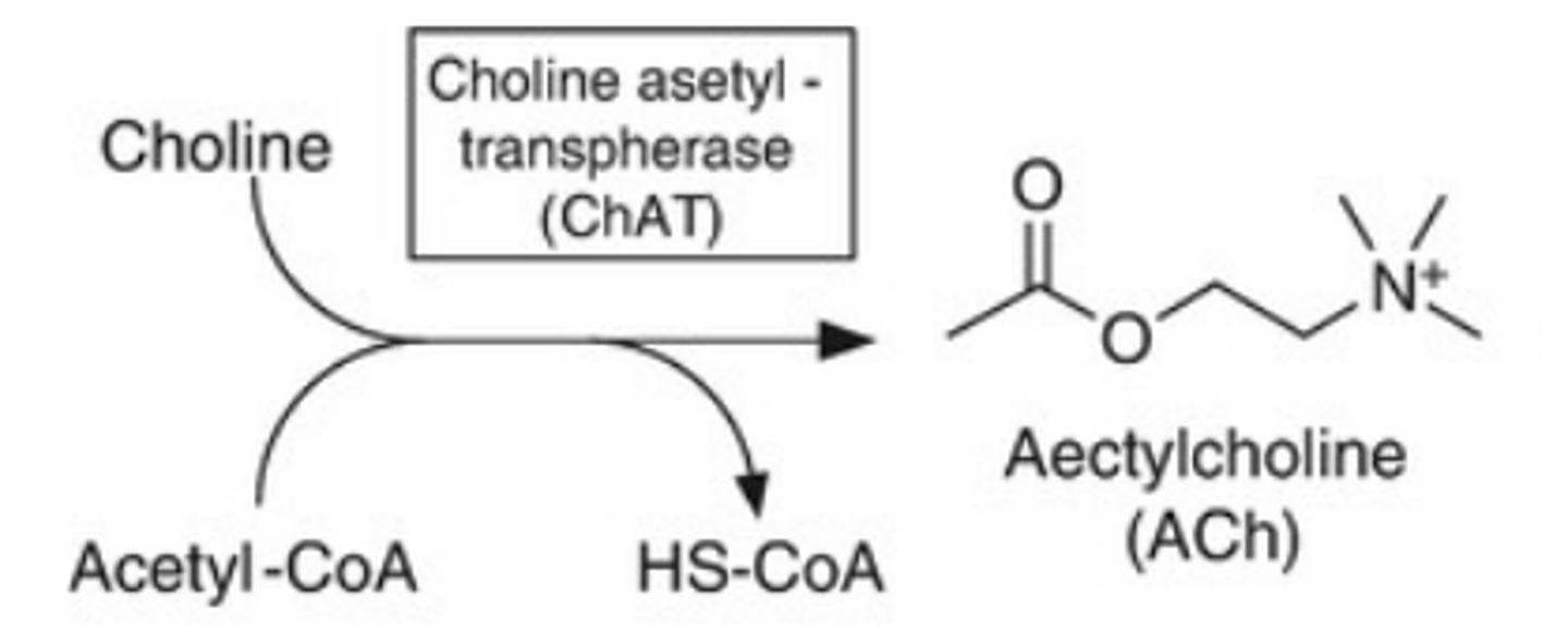 <p>-acetylation of choline at the -OH catalyzed by choline acetyltransferase (ChAT)</p><p>-Consumes Acetyl coenzyme A, a key molecule in fatty acid metabolism + citric acid cycle</p><p>-While the only biosynthetic step, the limit on rate is availability of choline</p><p>-Choline is obtained primarily from diet. Used in cell membrane synthesis, but N+ charge prevents passage.</p><p>-Choline taken up into cell by Na + cotransport via choline transporter (CHT1)</p>