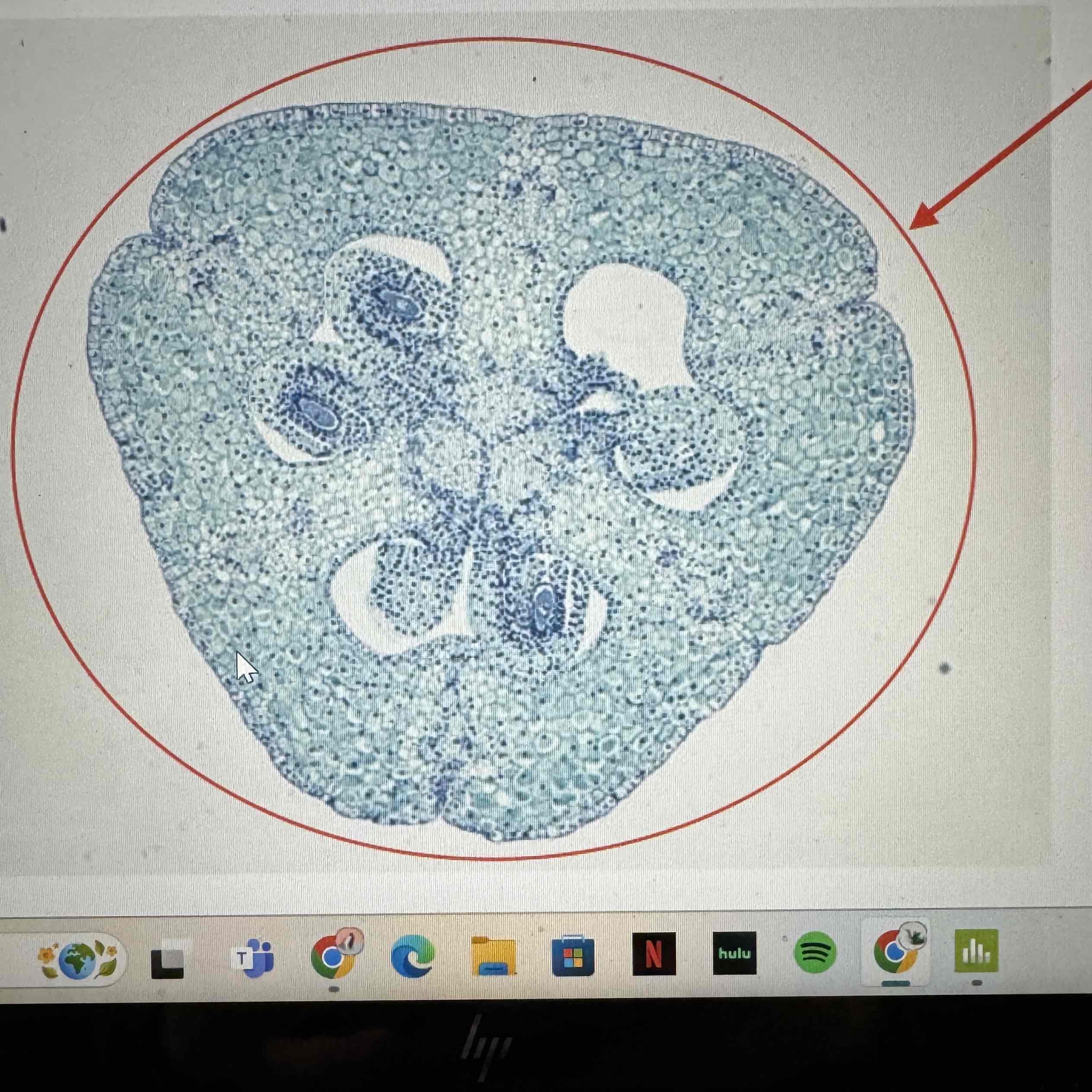 <p>what is the ploidy of the ovary seen here</p>