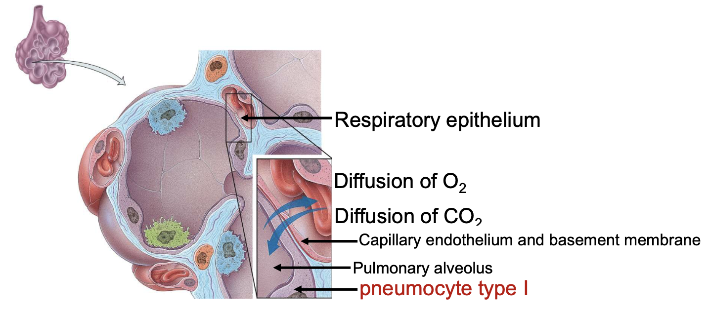 <p>gas exchange </p>