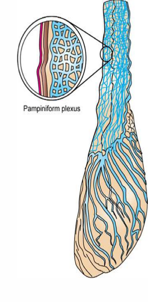 <p>What is the blood supply in the spermatic cord? </p>
