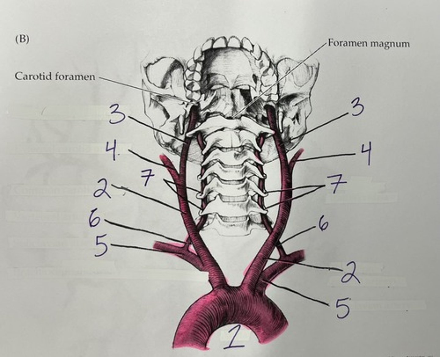 <p>1 = aorta (branches off heart)</p><p>2 = common carotid arteries, paired &amp; 2 segemnts</p><p>3 = internal carotid artery</p><p>4 = external carotid artery</p><p>5 = subclavian artery (branches off aorta)</p><p>6 = vertebral arteries, paired</p><p>7 = transverse foramina</p>