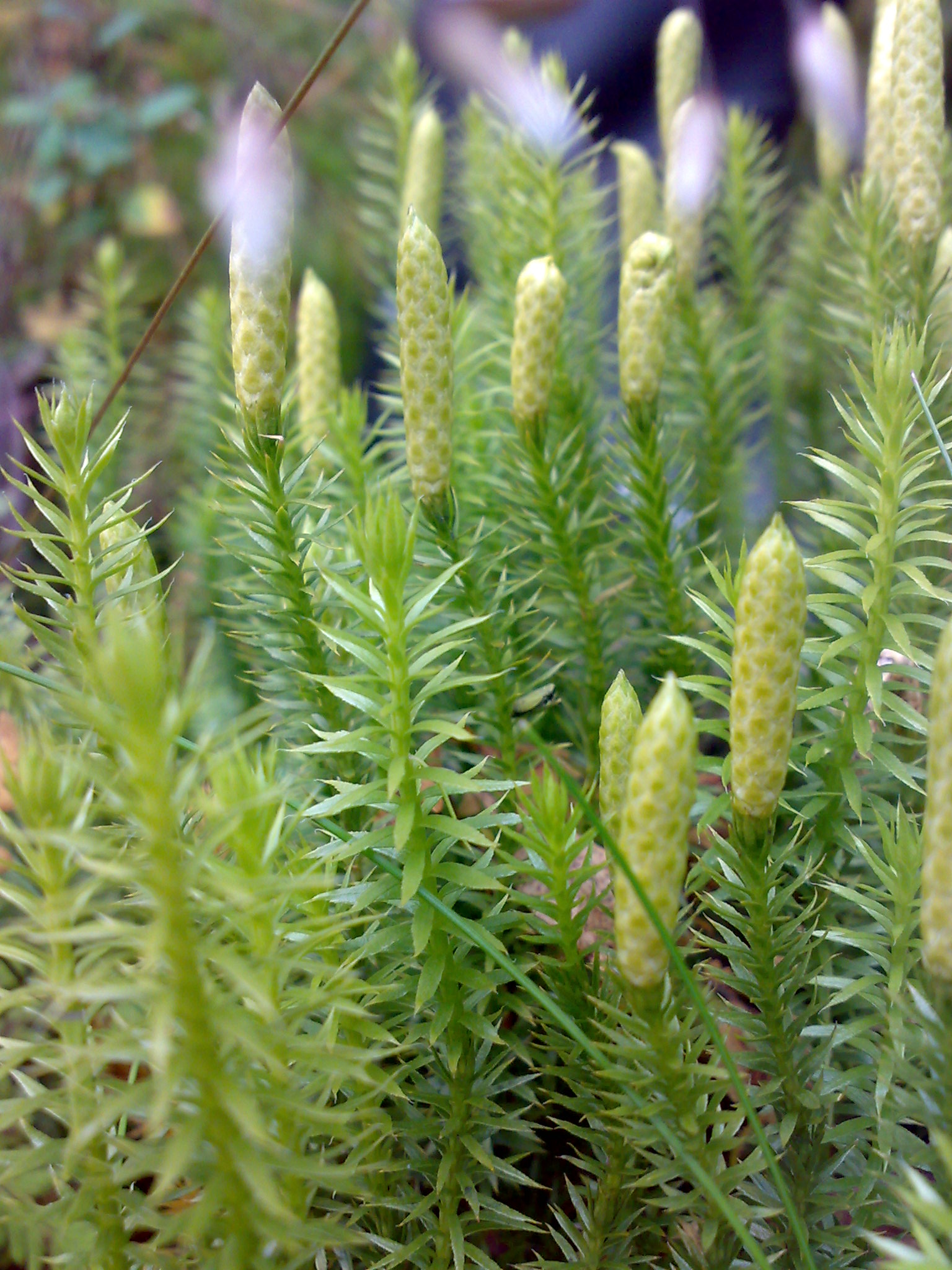 <p>What is this plant?</p>