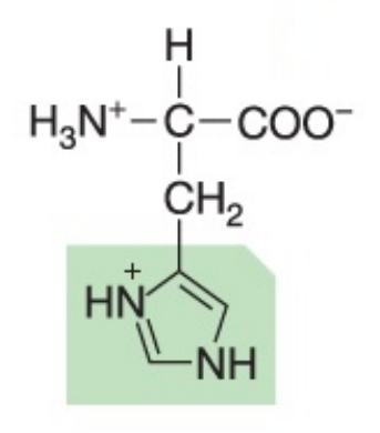 <p>Polar (positively charged), hydrophilic</p>