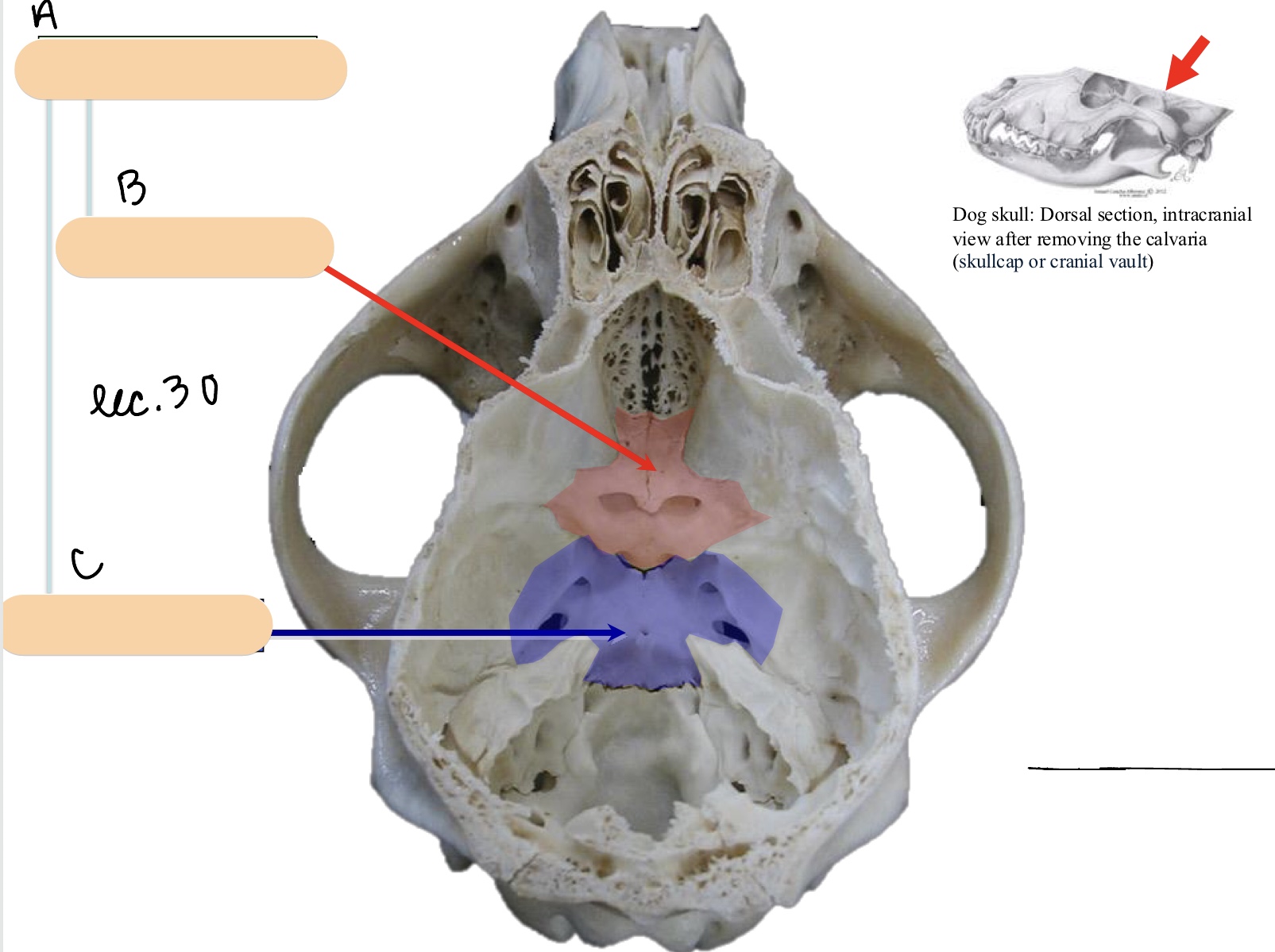<p>Name the structure(s) indicated by a, b, and c.&nbsp;</p>