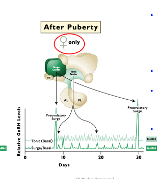 <p><strong>GnRH secretion and puberty (Female)</strong></p><ul><li><p><span style="color: blue;"><strong>With age estrogen increases to reach the minimum threshold to activate the __________. (Tonic center activates to secrete GnRH from surge center)</strong></span></p><ul><li><p><span style="color: purple;">Thus: LH/FSH increases</span></p></li><li><p><span style="color: purple;">Follicle Development increases&nbsp;</span></p></li><li><p><span style="color: purple;">Positive Feedback on estrogen to <strong>INCREASE GnRH</strong> surge center&nbsp;</span></p></li></ul></li><li><p><span style="color: purple;">LH SURGE causes ovualtion&nbsp;</span></p></li></ul><p></p>