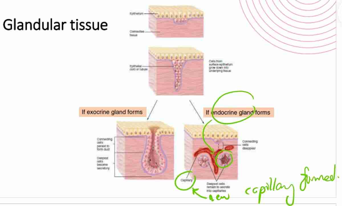 <p>Exocrine (connecting cells persists to form duct where deepest cells become secretory) &amp; endocrine (connecting cells disappear &amp; deepest cells remain to secrete into capillaries). </p>