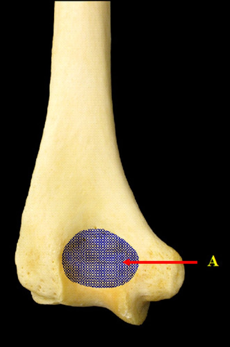 <p>large distal posterior depression that accommodates the olecranon of the ulna</p>
