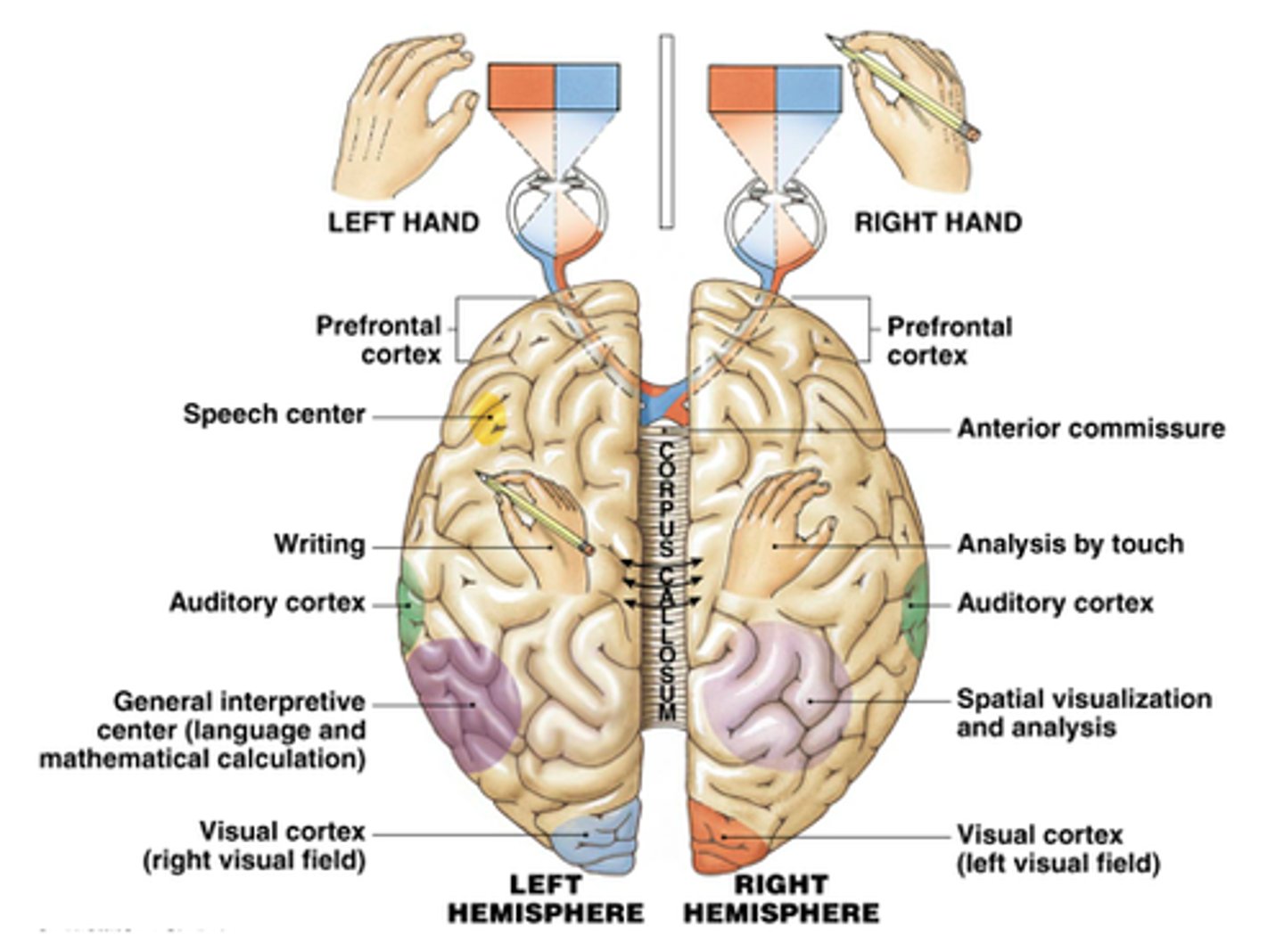 <p>Current research outlines that each hemisphere functions differently from one another. </p><p>The left cerebral hemisphere appears to handle functions such as language, math, music and logical and analytical thinking. </p><p>It is often considered to be the "rational" side of the brain or the more black and white thinking. </p><p>The right cerebral hemisphere is the more artistic hemisphere and functions more with visual-spatial perception, intuition, music and art appreciation, and emotional/holistic thinking. </p><p>It is often described as the more "big picture" or creative side of the cerebrum. The transverse fissure separates the cerebrum from the cerebellum on the posterior, inferior aspect of the brain.</p>