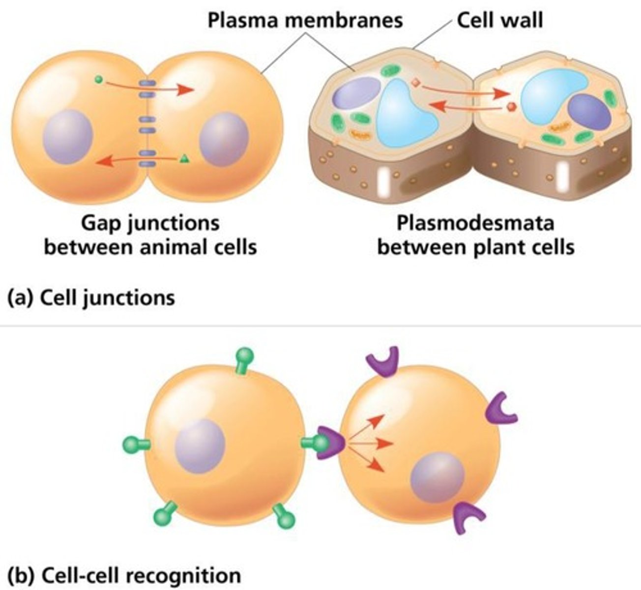 <p>They allow direct communication between adjacent cells through the passage of signaling molecules.</p>