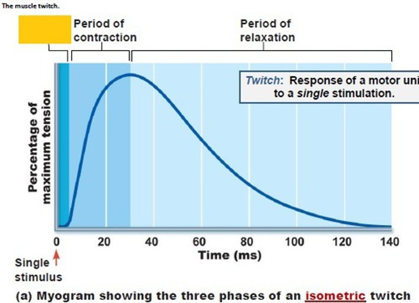 <p>the response of a muscle to a single brief threshold stimulus</p>
