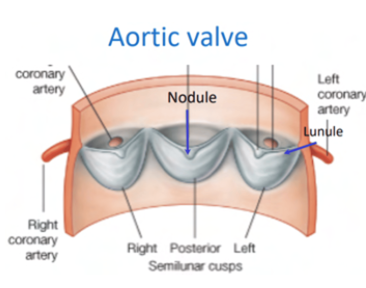 <p>3 semilunar cusps </p><p>posterior</p><p>right</p><p>left</p><p>POSITION IS DIFFERENT THAT IN THE PULMONARY (posterior vs anterior)</p>