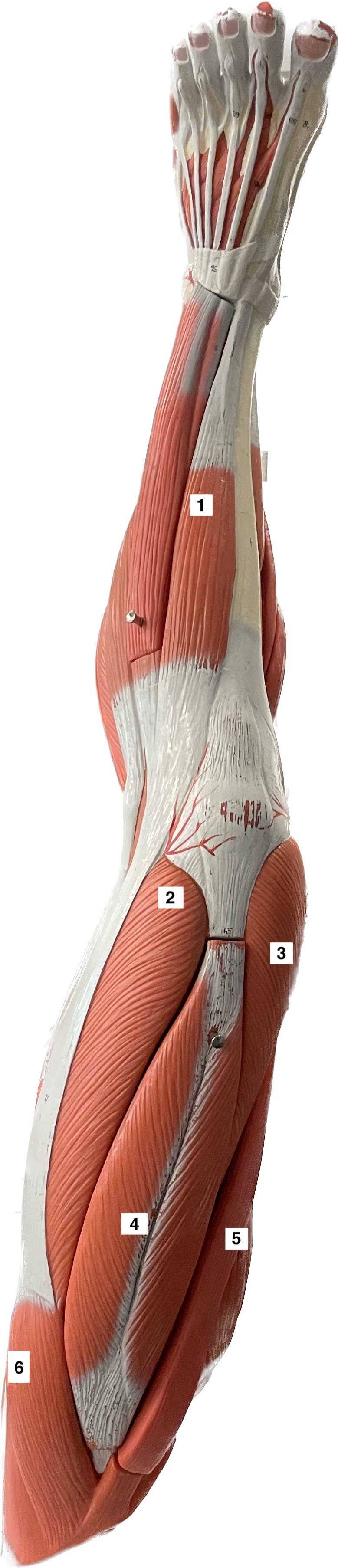 tibialis anterior - dorsiflexion of foot