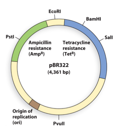 <p>When cloning a DNA gene fragment into the PstI site of plasmid pBR322, which statement is correct?</p><table style="min-width: 50px"><colgroup><col><col></colgroup><tbody><tr><td colspan="1" rowspan="1" style="padding: 3px; text-align: left; vertical-align: top; white-space: nowrap;"><p>A</p></td><td colspan="1" rowspan="1" style="padding: 3px; text-align: left; vertical-align: bottom; white-space: normal; width: 725.3px;"><p>bacterial colonies containing the gene fragment will grow on media plates containing ampicillin AND grow on plates containing tetracycline</p></td></tr><tr><td colspan="1" rowspan="1" style="padding: 3px; text-align: left; vertical-align: top; white-space: nowrap;"><p>B</p></td><td colspan="1" rowspan="1" style="padding: 3px; text-align: left; vertical-align: bottom; white-space: normal; width: 725.3px;"><p>bacterial colonies containing the gene fragment will grow on media plates containing ampicillin BUT NOT grow on plates containing tetracycline</p></td></tr><tr><td colspan="1" rowspan="1" style="padding: 3px; text-align: left; vertical-align: top; white-space: nowrap;"><p>C</p></td><td colspan="1" rowspan="1" style="padding: 3px; text-align: left; vertical-align: bottom; white-space: normal; width: 725.3px;"><p>bacterial colonies containing the gene fragment will NOT grow on media plates containing ampicillin BUT will grow on plates containing tetracycline</p></td></tr><tr><td colspan="1" rowspan="1" style="padding: 3px; text-align: left; vertical-align: top; white-space: nowrap;"><p>D</p></td><td colspan="1" rowspan="1" style="padding: 3px; text-align: left; vertical-align: bottom; white-space: normal; width: 725.3px;"><p>bacterial colonies containing the gene fragment will NOT grow on media plates containing ampicillin AND ALSO NOT grow on plates containing tetracycline</p></td></tr><tr><td colspan="1" rowspan="1" style="padding: 3px; text-align: left; vertical-align: top; white-space: nowrap;"><p>E</p></td><td colspan="1" rowspan="1" style="padding: 3px; text-align: left; vertical-align: bottom; white-space: normal; width: 725.3px;"><p>all of the above are incorrect</p></td></tr></tbody></table><p></p>