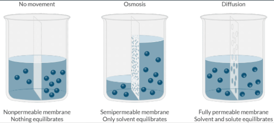 <p><strong>Osmosis</strong> is the net <u>movement of water</u> across a semipermeable membrane, where the direction of water movement is driven by the difference in solute concentration on either side of the membrane (only the solvent moves).</p><p><strong>Diffusion</strong> is the net <u>movement of molecules</u> from a region of high concentration to a region of low concentration (solvent AND solute move).</p>