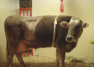<p>older dairy cows in the first 100 days of lactation</p>