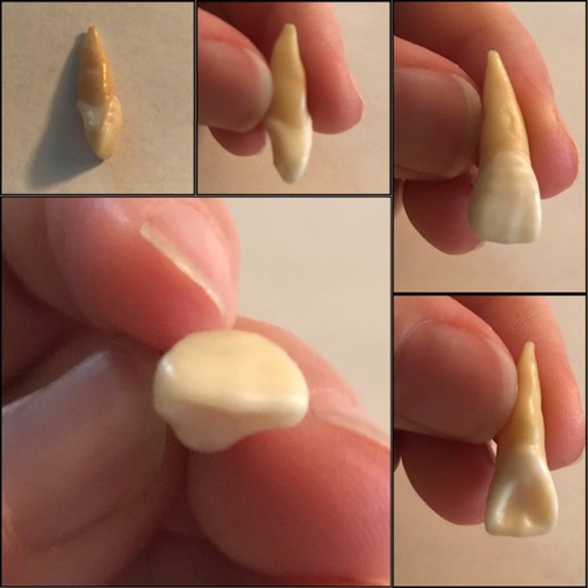 <p>What tooth is this ?</p>