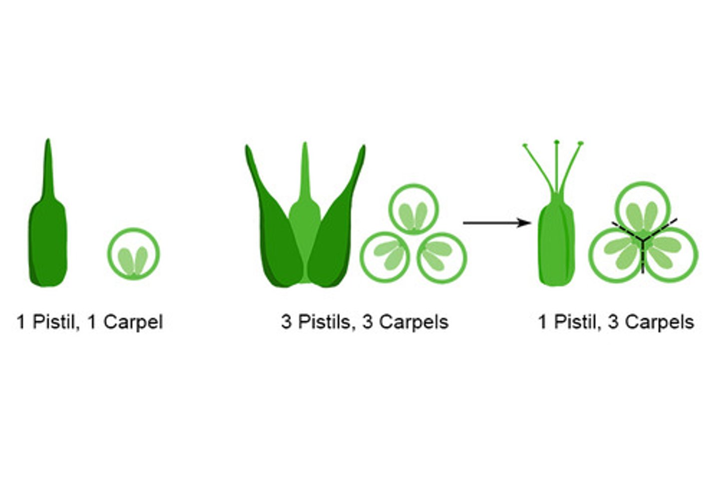 <p>Look at picture. Know 1 pistil is like the whole thing and has multiple carpels most of the time. Orange has lots of carpels.</p>