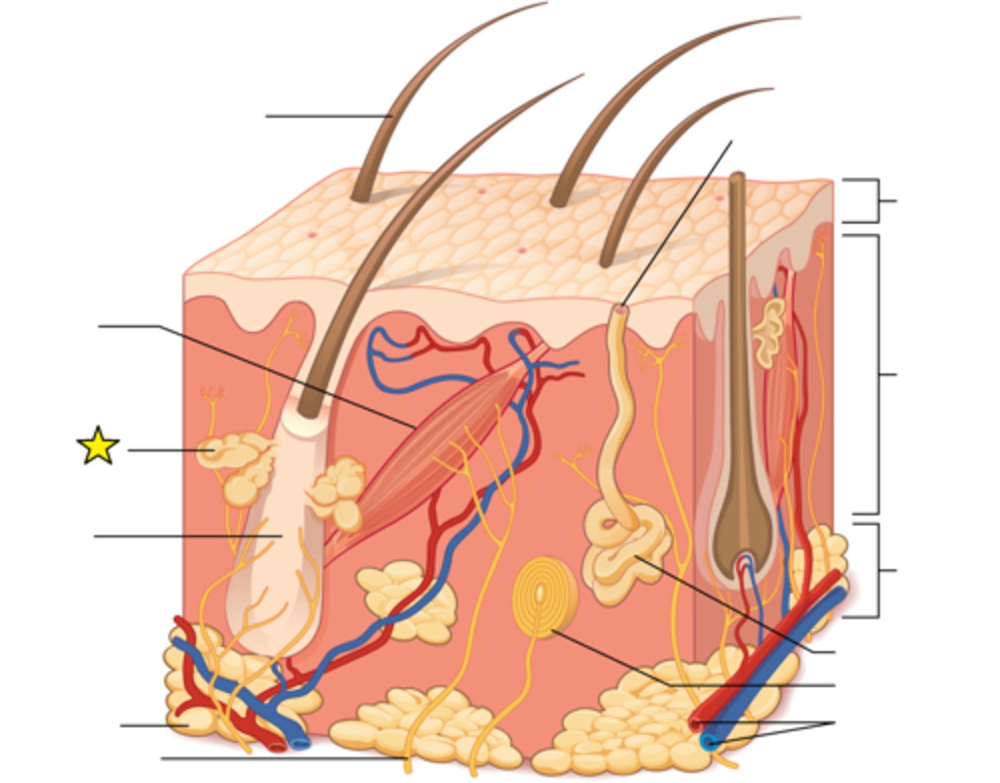 <p>Glands that secrete sebum, associated with hair follicles.</p>