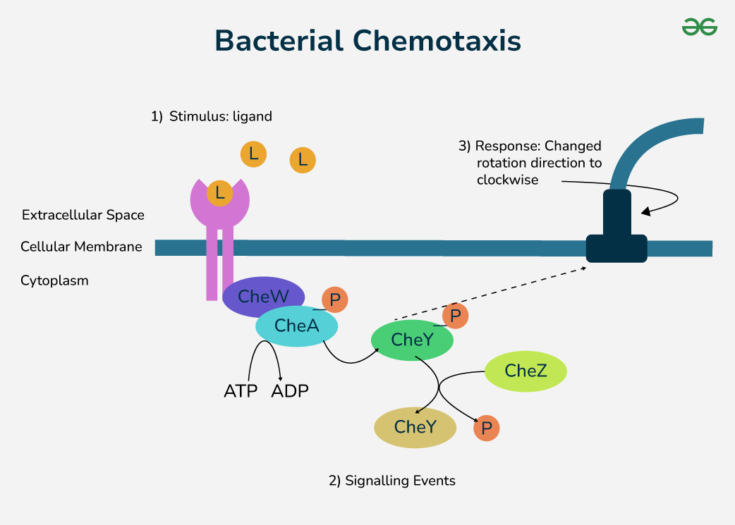 <p>Process in which bacteria sense chemical gradients and bias their movement toward attractants (nutrients) or away from repellents (toxins). Bacteria utilize their flagella in this process. </p>