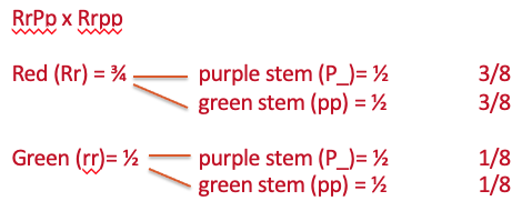 <p>RrPp x Rrpp</p>