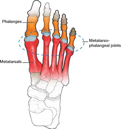 <p>metatarsals &amp; phalanges</p>