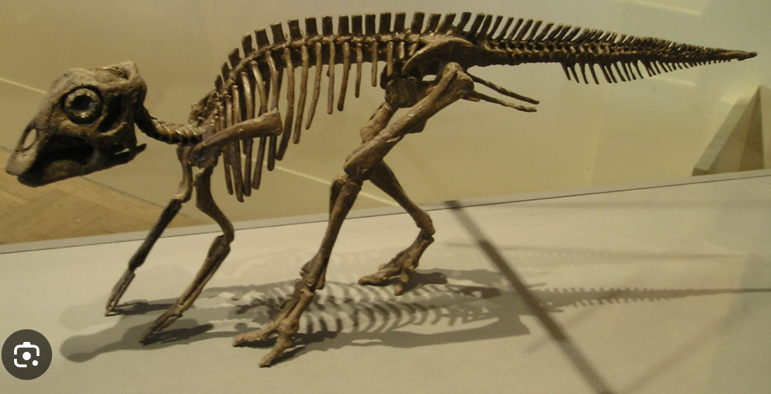 <p>Genus</p>